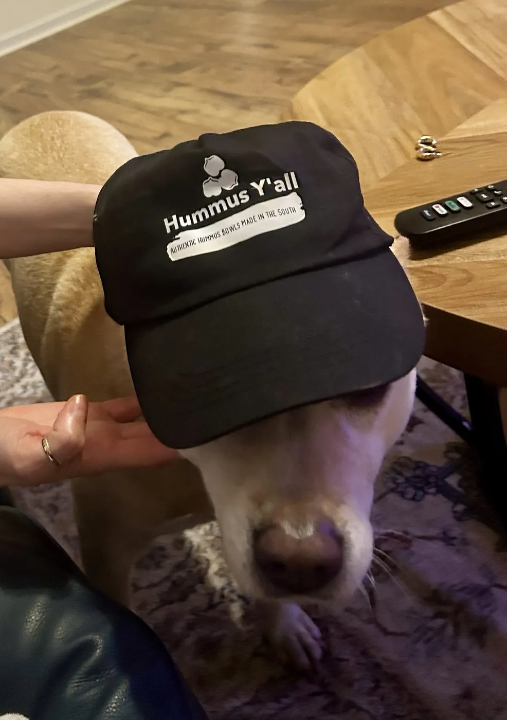 Gypsy the dog wearing a Hummus Y'all cap